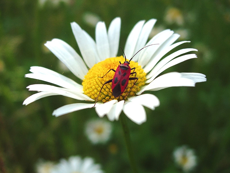 In attesa della primavera , un amarcord !